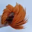 Whiting Exclusive WET Fly Hen Cape in Burnt Orange